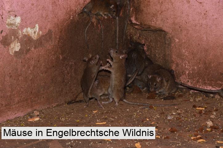 Mäuse in Engelbrechtsche Wildnis